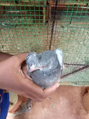 Pigeon