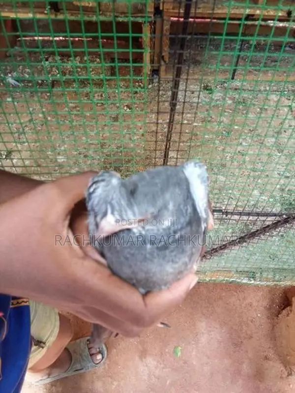 Pigeon