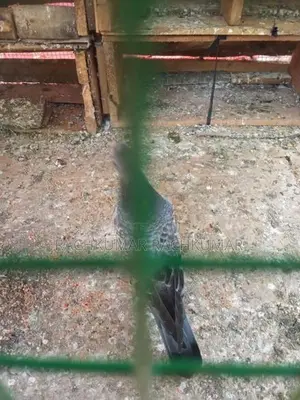 Pigeon