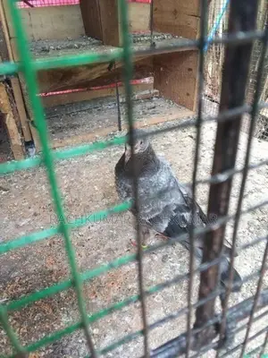 Pigeon