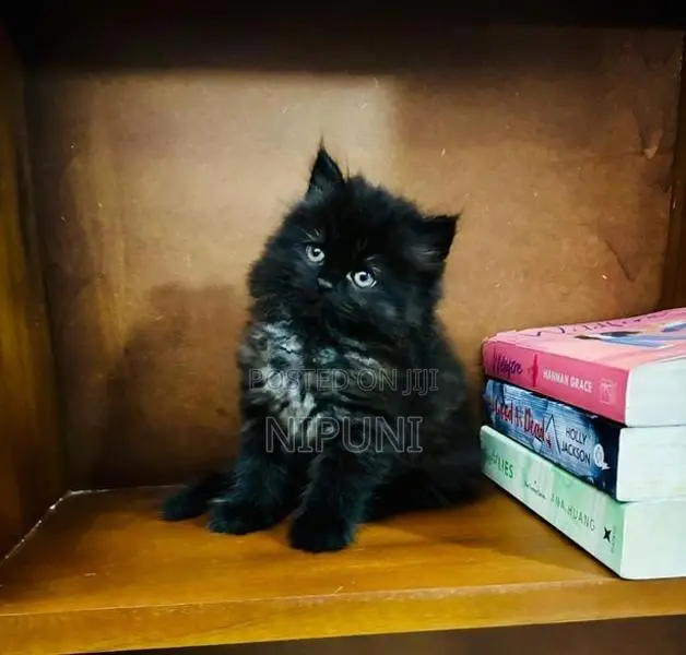 Persian Kitten