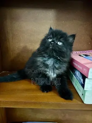 Persian Kitten