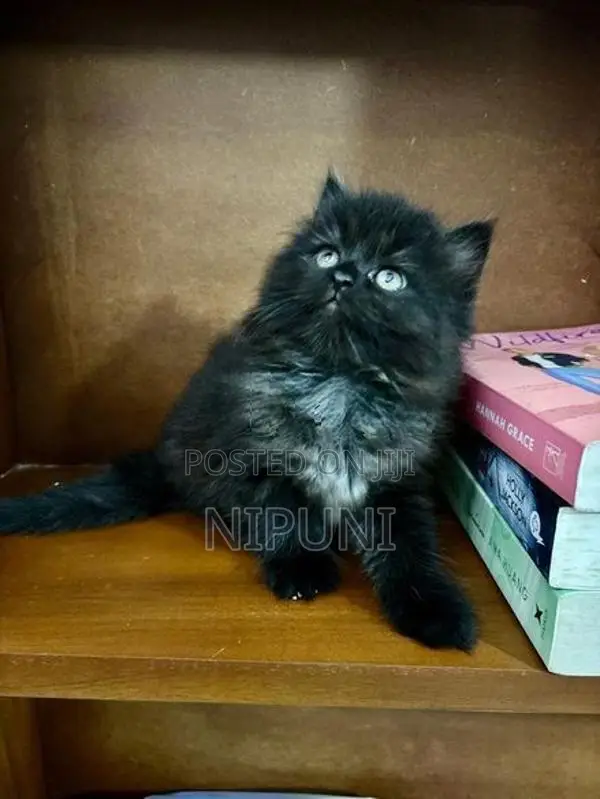 Persian Kitten