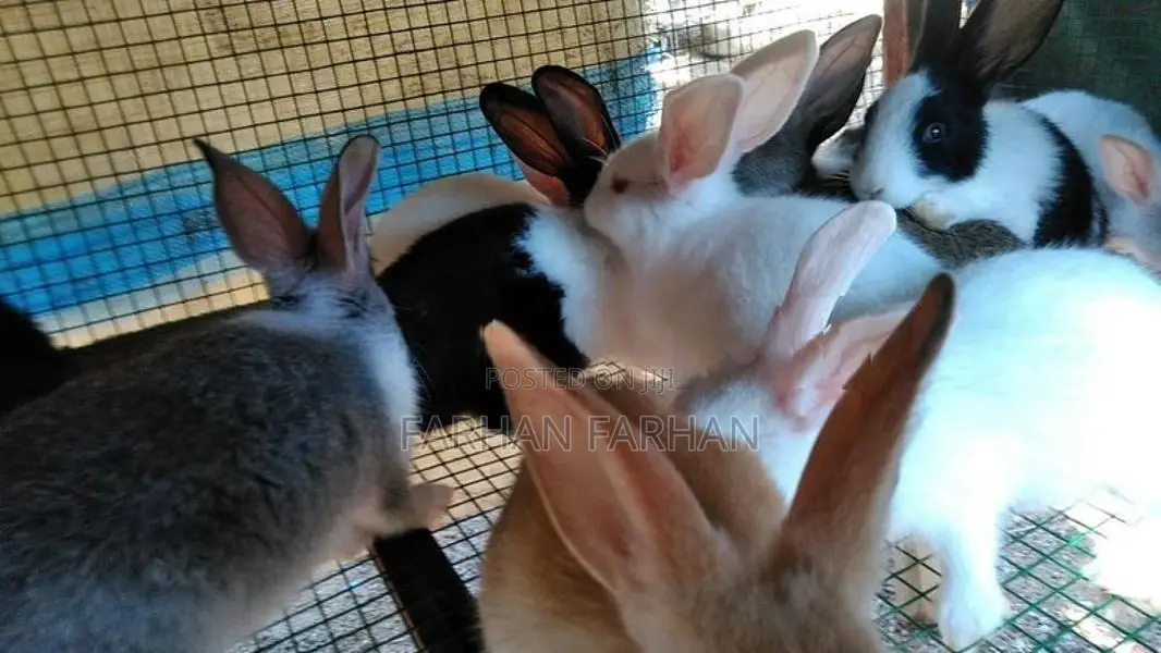 Rabbits