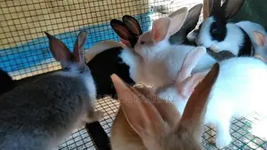 Rabbits