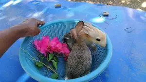 Rabbits