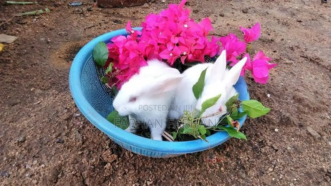 Rabbits