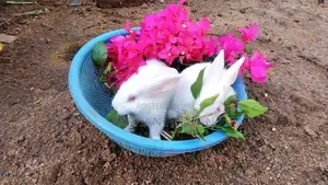 Rabbits