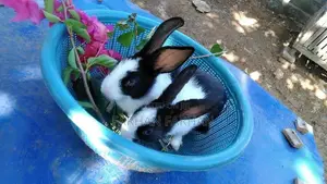 Rabbits