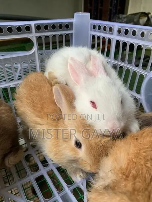 Bunny’s