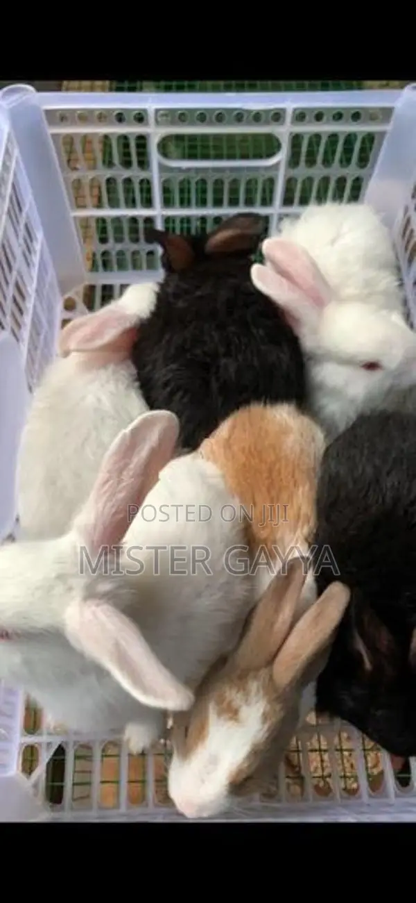 Bunny’s