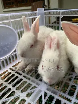 Bunny’s
