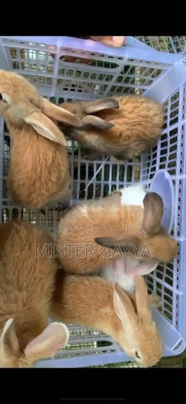 Bunny’s