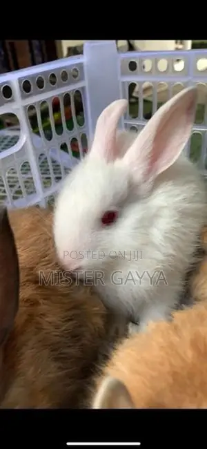Bunny’s