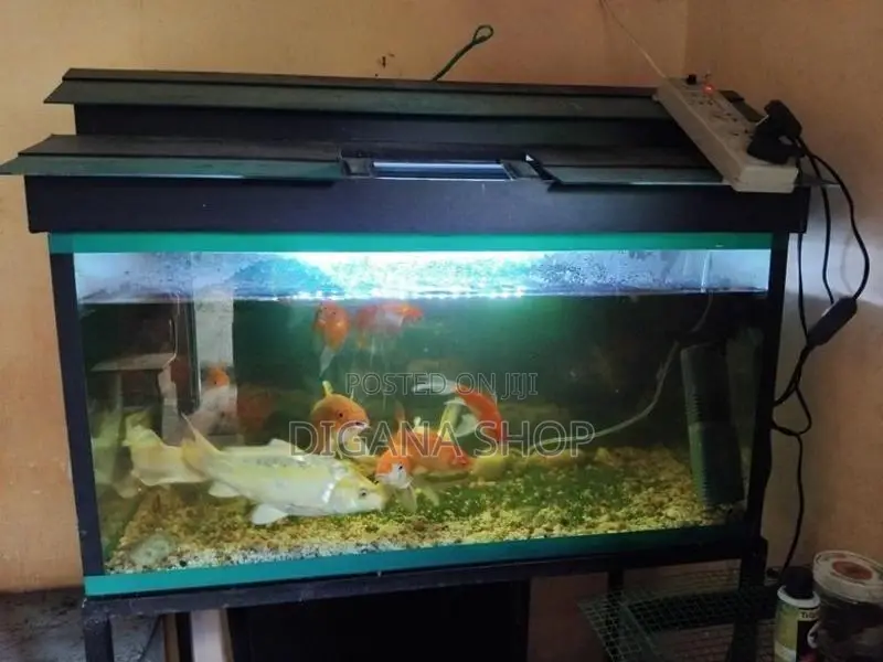Fish Tank With
