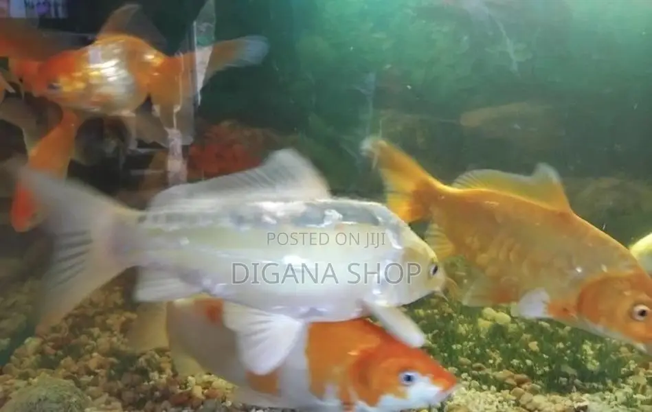 Fish Tank With
