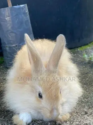 Angora Rabbit
