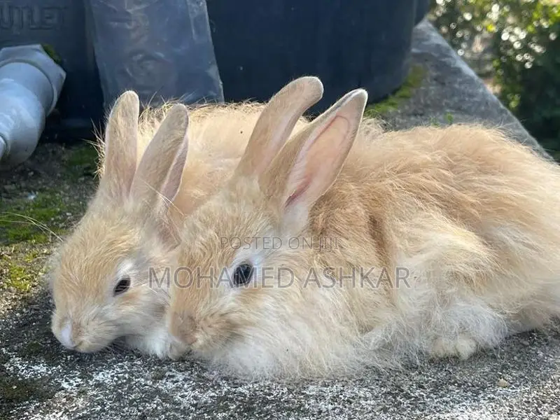 Angora Rabbit