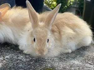 Angora Rabbit