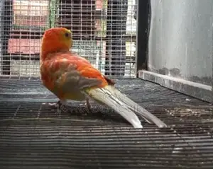 Rubino Red -Rumped Bird