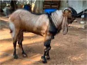 Goat Jamunapari