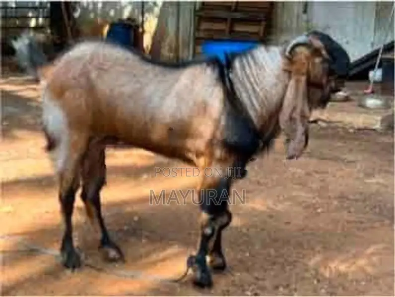 Goat Jamunapari