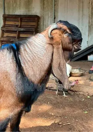 Goat Jamunapari