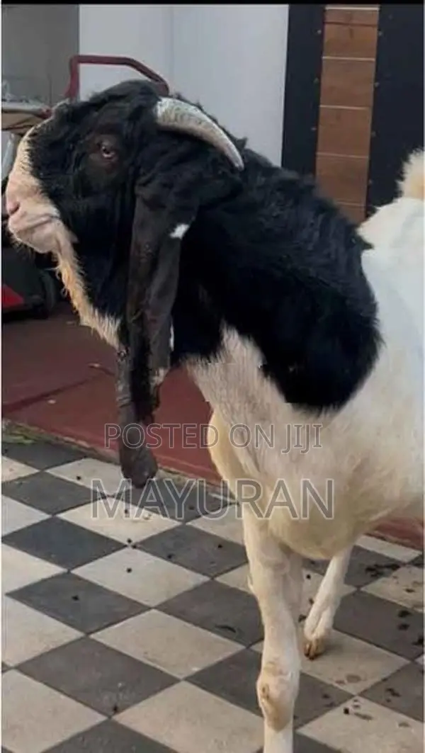 Goat Jamunapari