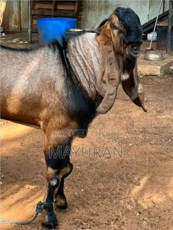 Goat Jamunapari