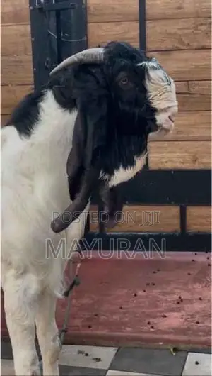 Goat Jamunapari