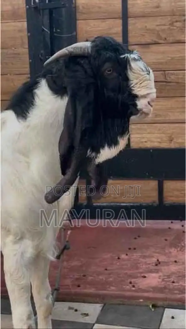 Goat Jamunapari