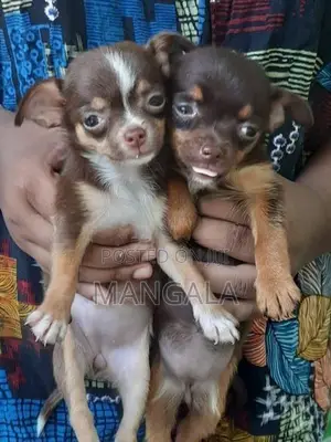 Chihuahua