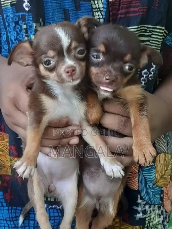 Chihuahua