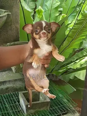 Chihuahua