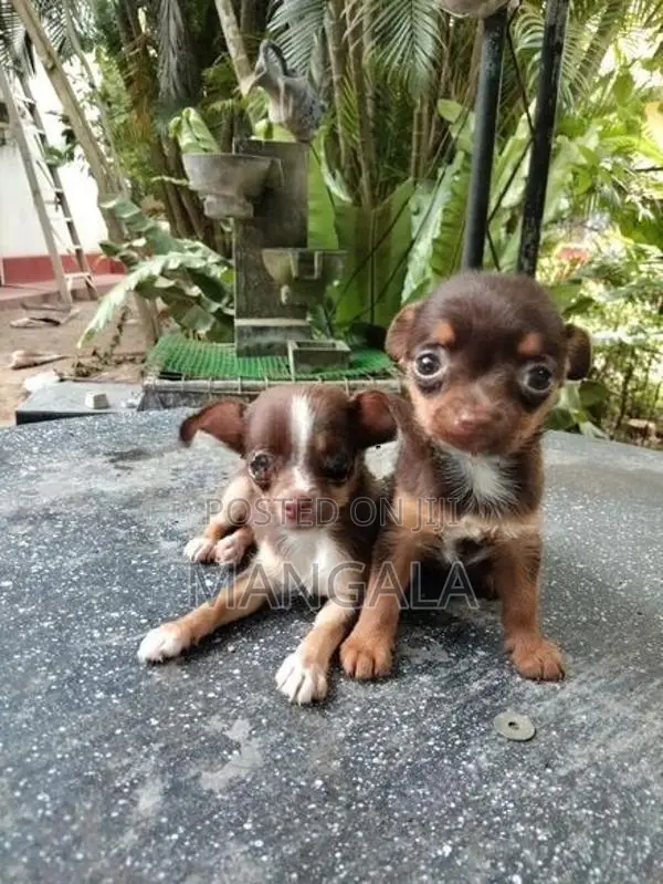 Chihuahua