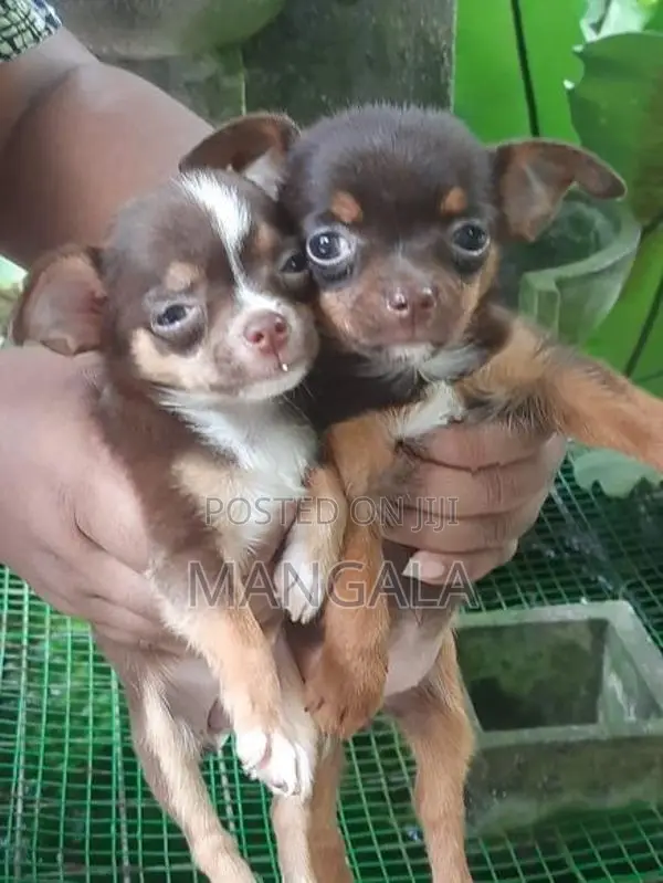 Chihuahua
