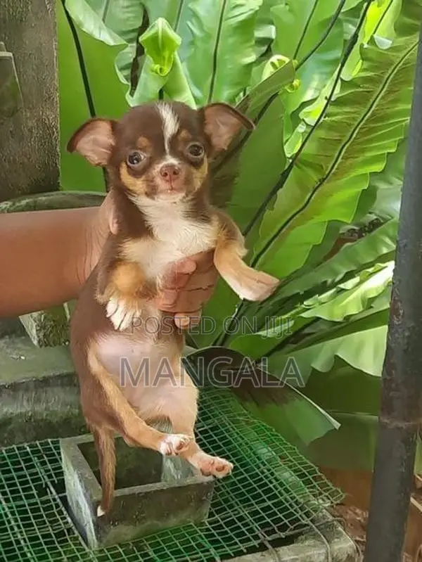 Chihuahua
