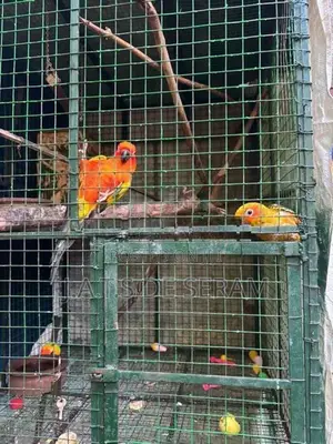 Sun Conure Birds