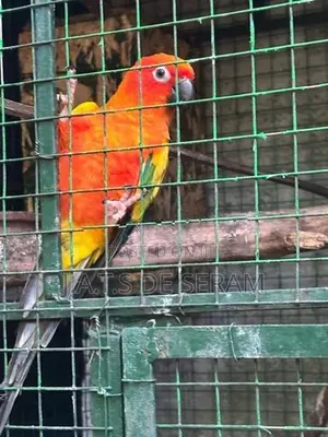 Sun Conure Birds