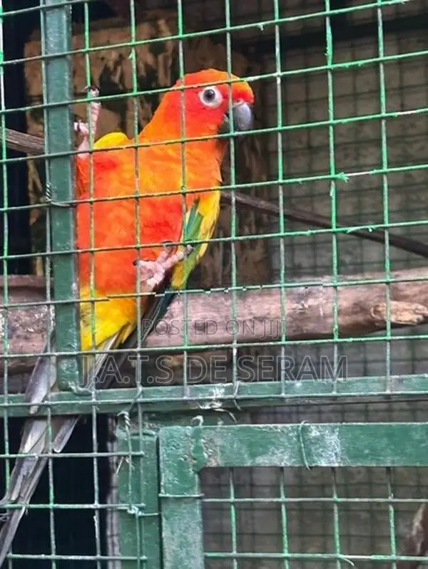 Sun Conure Birds