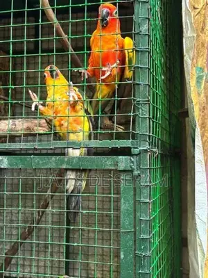 Sun Conure Birds