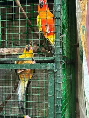 Sun Conure Birds