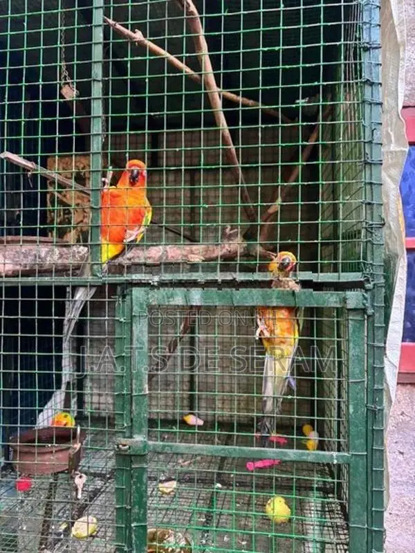 Sun Conure Birds
