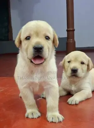 Labrador Puppy