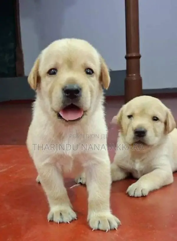 Labrador Puppy