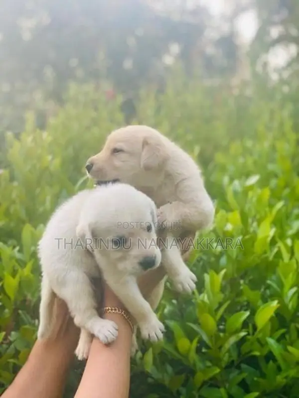 Labrador Puppy