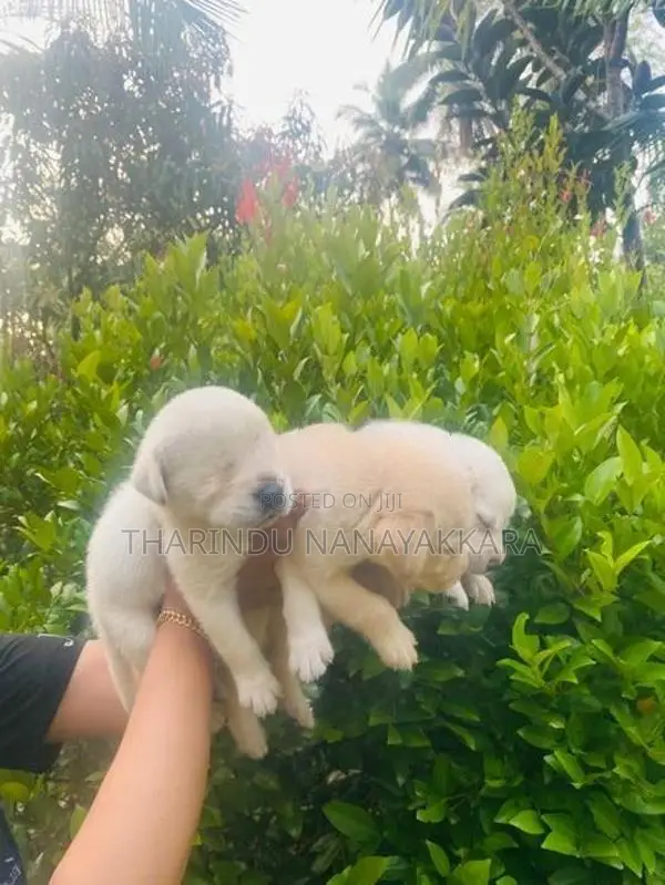 Labrador Puppy