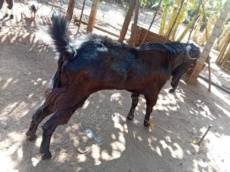 Farm Goat