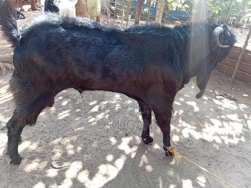 Farm Goat