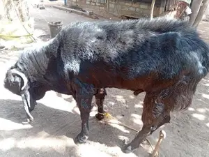 Farm Goat